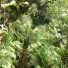 Plants: image 41 Of 71 Thumb
